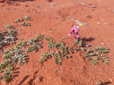 Indigofera exigua, photographed by Brian du Preez