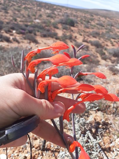 Gladiolus saccatus, photographed by Brian du Preez