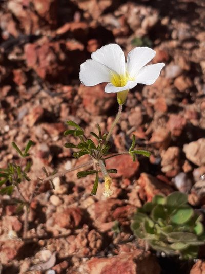 Oxalis clavifolia, photographed by Brian du Preez