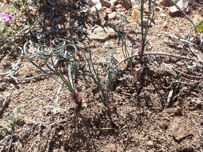 Gethyllis verticillata, photographed by Brian du Preez