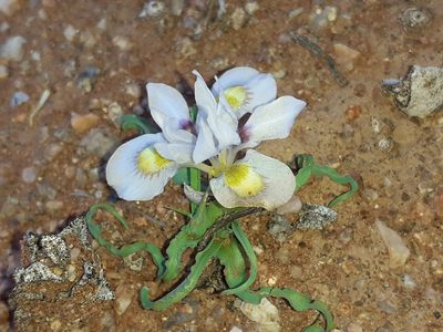 Moraea falcifolia, photographed by Brian du Preez