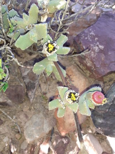Cheiridopsis spiculata, photographed by Brian du Preez