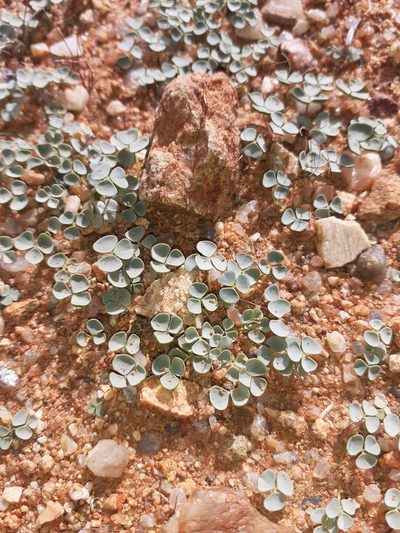 Oxalis sonderiana, photographed by Brian du Preez
