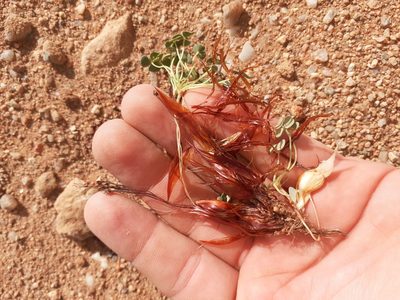 Oxalis sonderiana, photographed by Brian du Preez