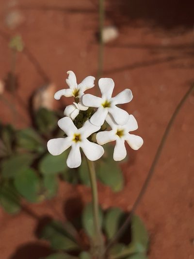 Manulea androsacea, photographed by Brian du Preez