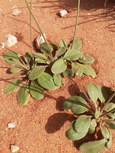 Manulea androsacea, photographed by Brian du Preez