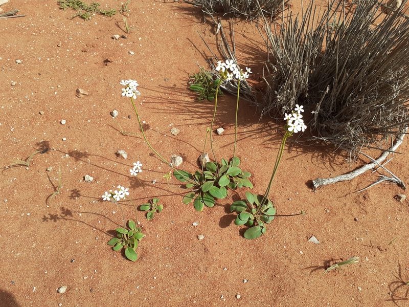 Manulea androsacea, photographed by Brian du Preez