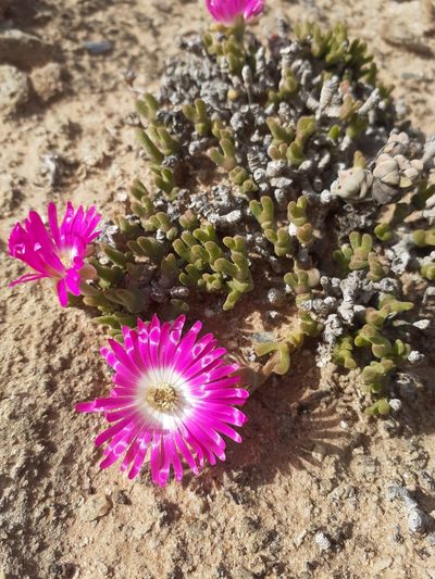 Meyerophytum meyeri, photographed by Brian du Preez