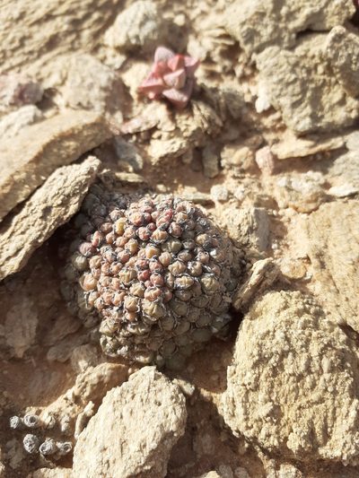 Conophytum saxetanum, photographed by Brian du Preez