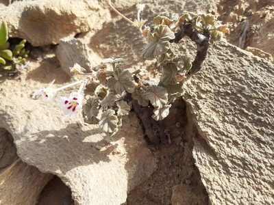 Pelargonium echinatum, photographed by Brian du Preez
