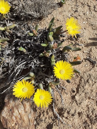 Jordaaniella cuprea, photographed by Brian du Preez