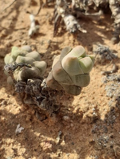 Crassula plegmatoides, photographed by Brian du Preez