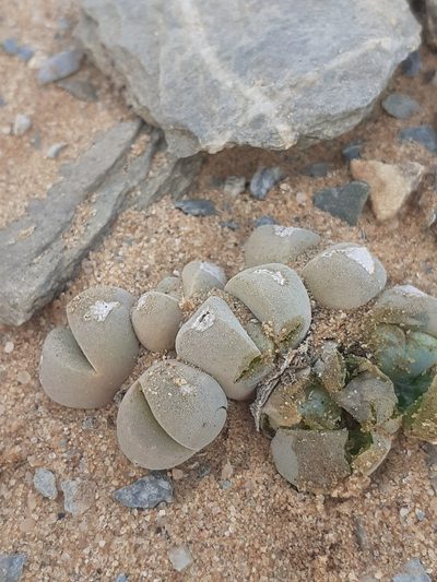 Cheiridopsis verrucosa, photographed by Brian du Preez