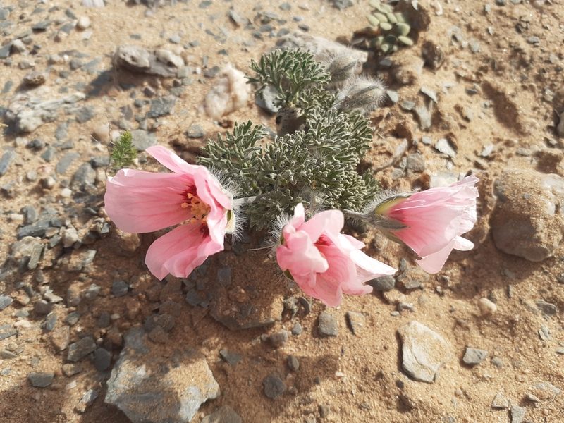 Sarcocaulon multifidum, photographed by Brian du Preez