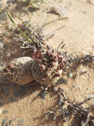 Larryleachia marlothii, photographed by Brian du Preez