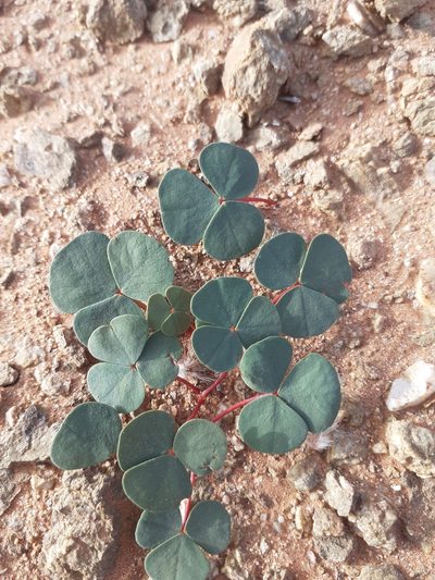 Oxalis psammophila, photographed by Brian du Preez