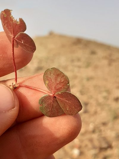 Oxalis psammophila, photographed by Brian du Preez