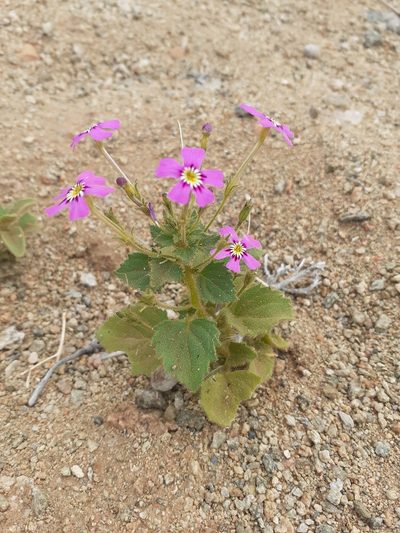 Jamesbrittenia glutinosa, photographed by Brian du Preez