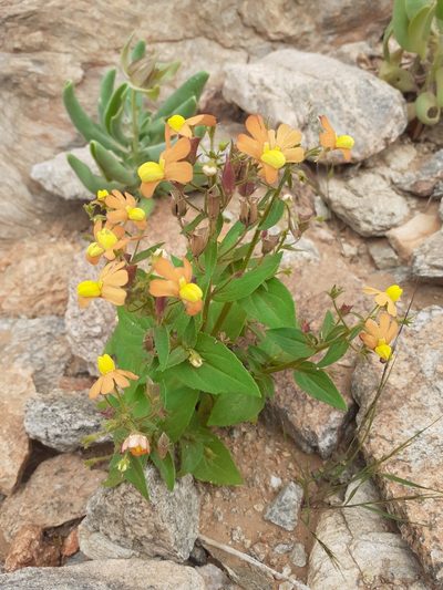 Nemesia williamsonii, photographed by Brian du Preez