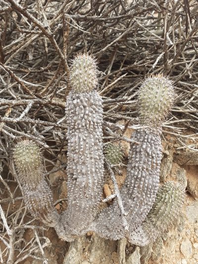 Hoodia alstonii, photographed by Brian du Preez