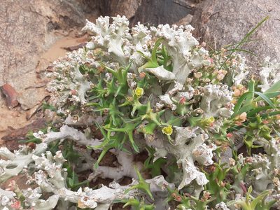 Euphorbia hamata, photographed by Brian du Preez