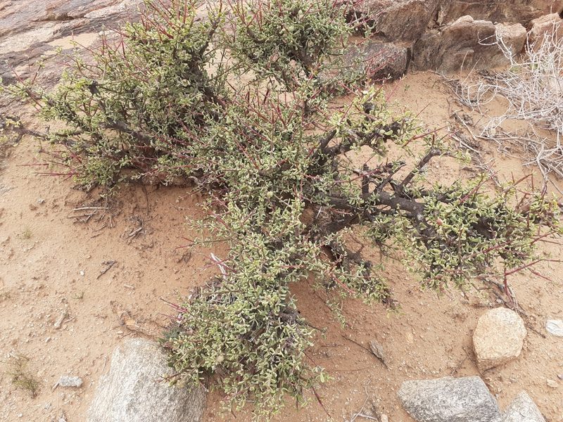 Portulacaria fruticulosa, photographed by Brian du Preez