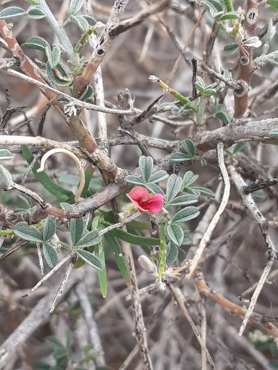 Indigofera pungens, photographed by Brian du Preez