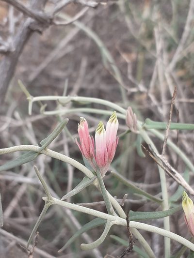 Microloma incanum, photographed by Brian du Preez