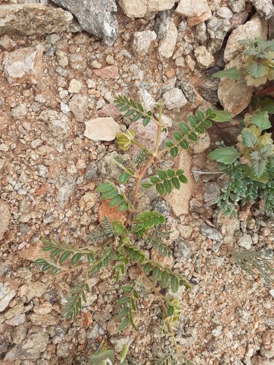 Tribulus cristatus, photographed by Brian du Preez