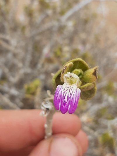 Pogonospermum mollissimum, photographed by Brian du Preez