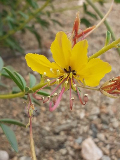Cleome kalachariensis, photographed by Brian du Preez