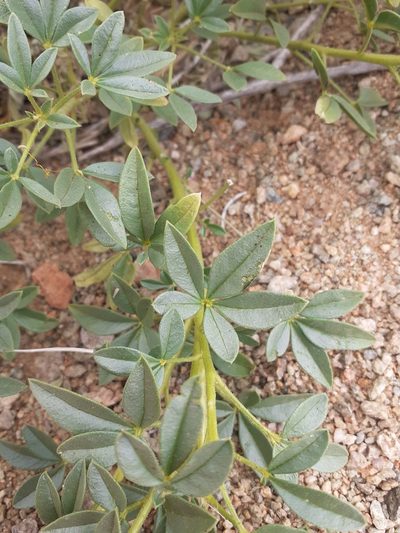Cleome kalachariensis, photographed by Brian du Preez