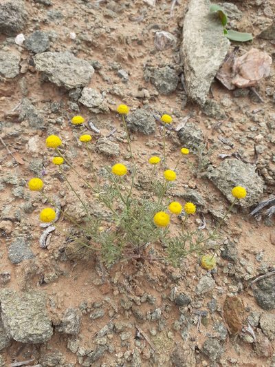 Foveolina dichotoma, photographed by Brian du Preez