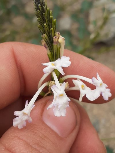 Chascanum garipense, photographed by Brian du Preez