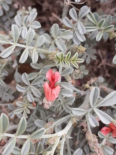 Indigofera adenocarpa, photographed by Brian du Preez