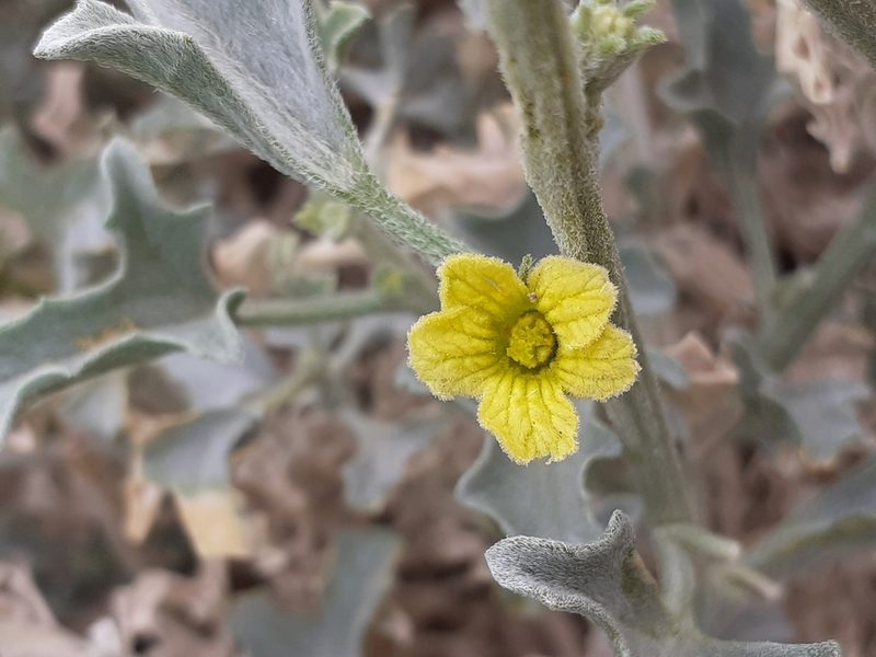 Cucumis rigidus, photographed by Brian du Preez