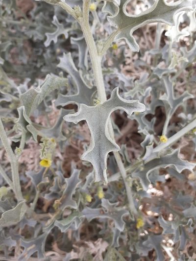 Cucumis rigidus, photographed by Brian du Preez