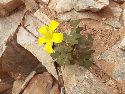 Oxalis copiosa, photographed by Brian du Preez