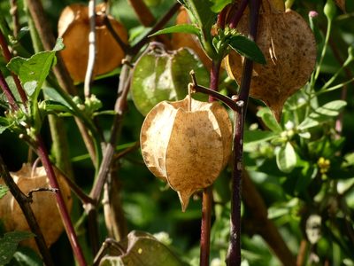 Physalis pubescens, photographed by Helio Lourencini