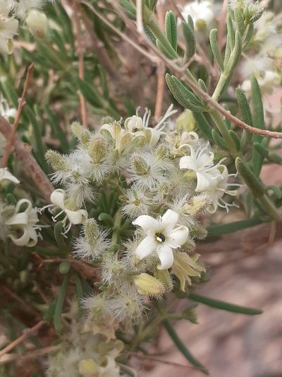 Plocama crocyllis, photographed by Brian du Preez