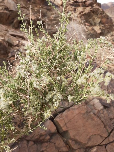 Plocama crocyllis, photographed by Brian du Preez