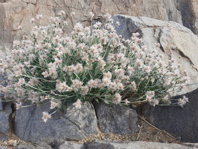 Calicorema capitata, photographed by Brian du Preez