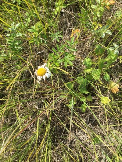 Arctanthemum arcticum, photographed by Matt Bowser