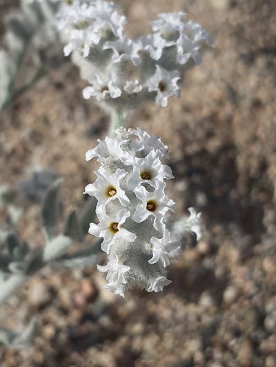 Heliotropium tubulosum, photographed by Brian du Preez