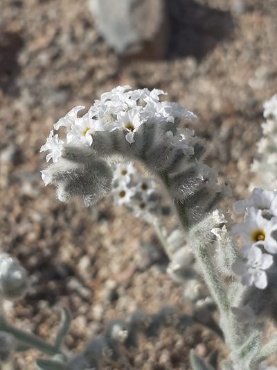 Heliotropium tubulosum, photographed by Brian du Preez