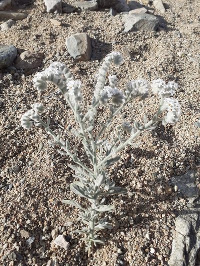 Heliotropium tubulosum, photographed by Brian du Preez