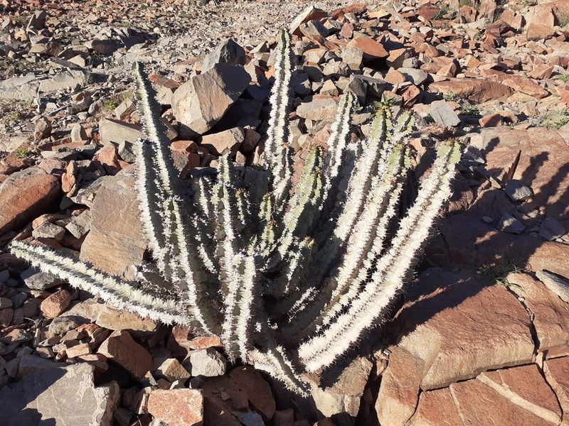 Euphorbia virosa, photographed by Brian du Preez