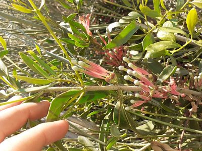 Tapinanthus oleifolius, photographed by Brian du Preez