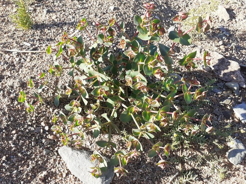 Euphorbia phylloclada, photographed by Brian du Preez