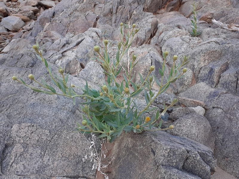 Pegolettia oxyodonta, photographed by Brian du Preez